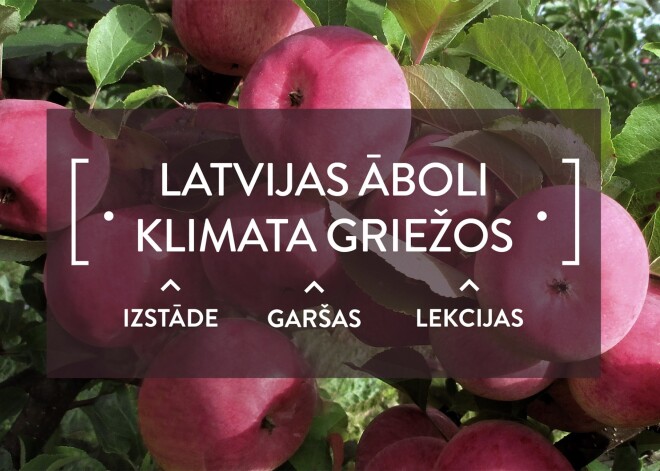 Latvijas valsts mežu vēstniecība aicina uz izstādi “Latvijas āboli klimata griežos”