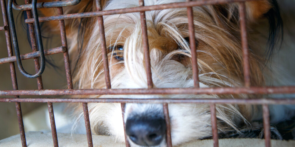 Eiropas Parlaments prasa apturēt suņu un kaķu nelikumīgu tirdzniecību