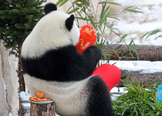 Panda Maskavas zooloģiskajā dārzā Valentīna dienā. 