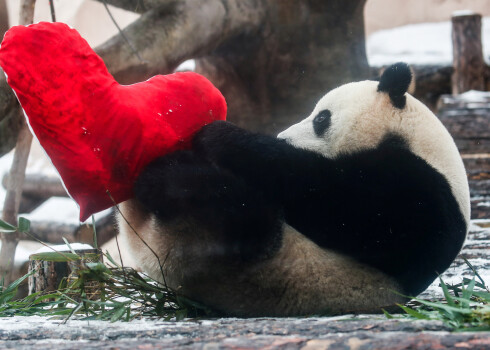Panda Maskavas zoo.