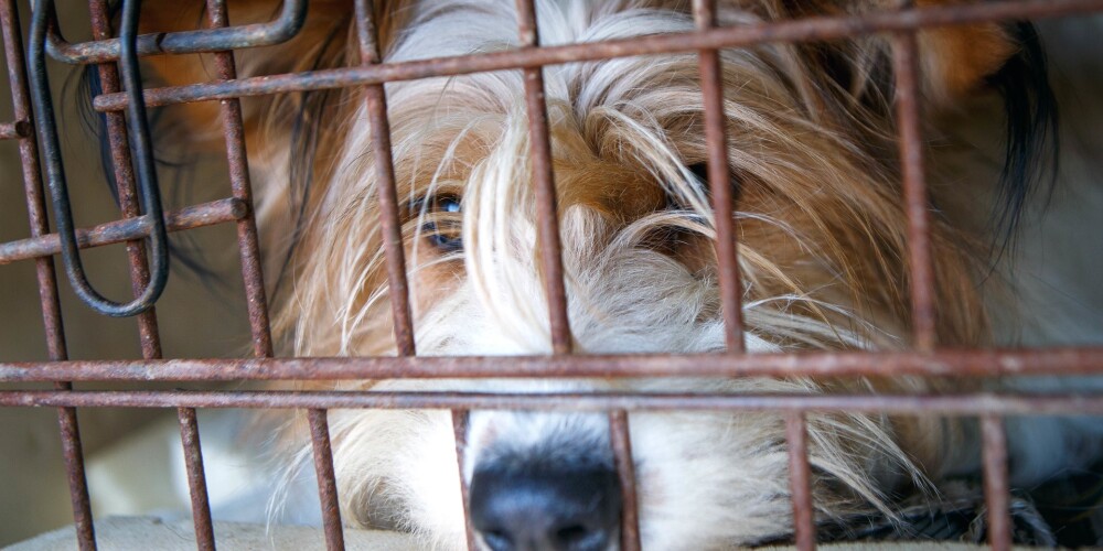 План действий ЕС против незаконной продажи собак и кошек поможет упорядочить эту сферу в Латвии