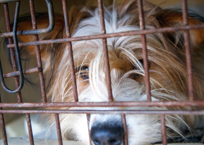 План действий ЕС против незаконной продажи собак и кошек поможет упорядочить эту сферу в Латвии