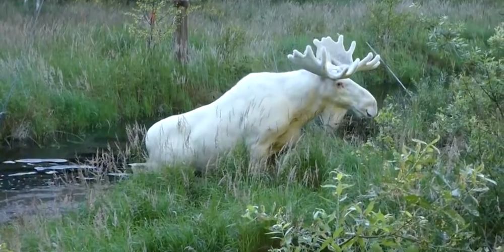 Viļakas mežos dzīvo ārkārtīgi rets meža iemītnieks - balts alnis