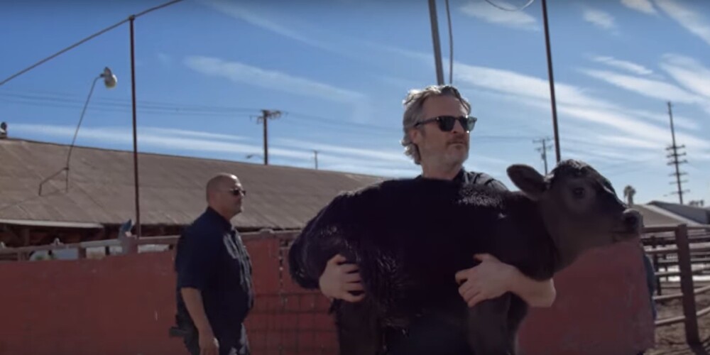 Хоакин Феникс спас корову и теленка со скотобойни через день после получения "Оскара"
