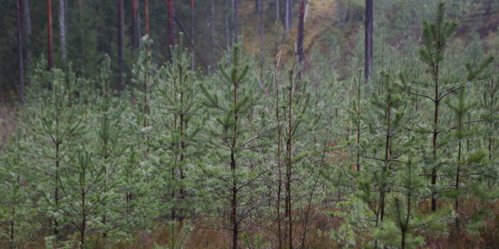 LVM šogad plāno iestādīt jaunos kociņus vairāk nekā 10 200 hektāru platībā