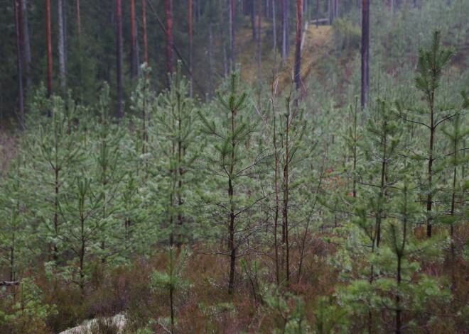 LVM šogad plāno iestādīt jaunos kociņus vairāk nekā 10 200 hektāru platībā