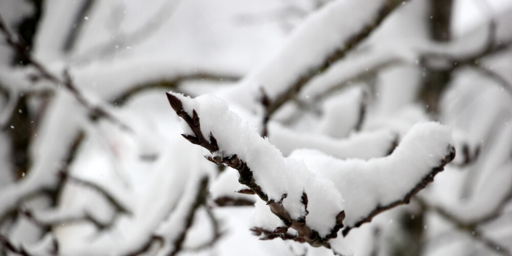 Tuvākajā diennaktī Latvijas lielākajā daļā snigs