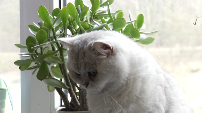 Krāpnieces meita rotaļājusies ar Andra kaķi