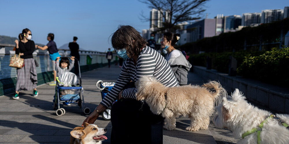 Honkongas varasiestādes paziņo, ka  suņi un kaķi nevar nodot "Covid-19" cilvēkiem
