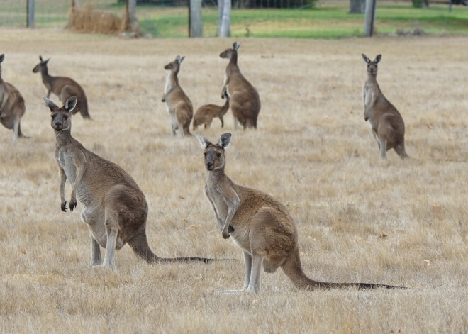 Austrālijā vairs neplosās neviens liels savvaļas ugunsgrēks