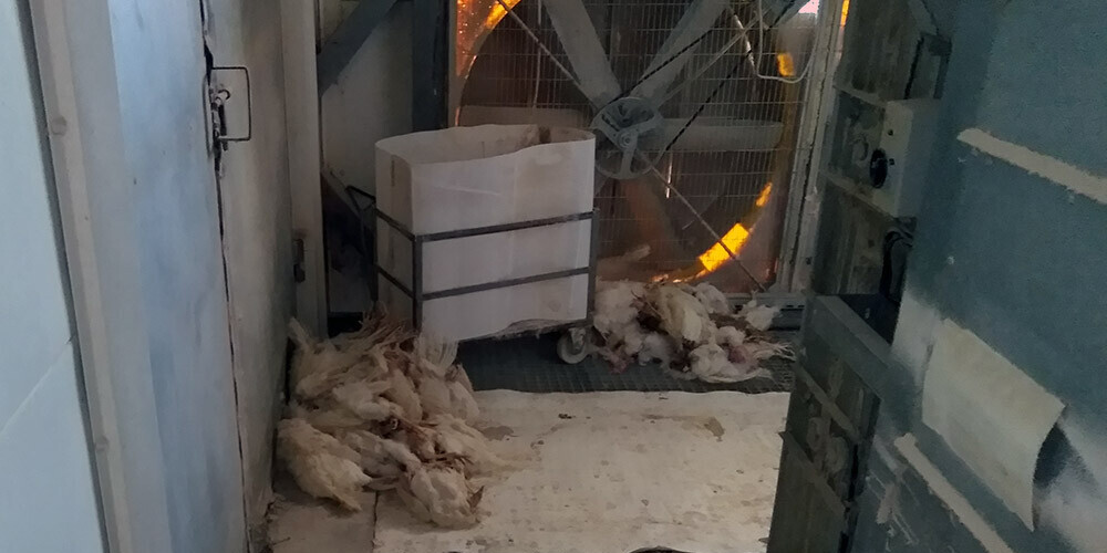 Mirušas vistas, kanibālisms un antibiotikas: īstas šausmas "Ovostar" olu ražotnē Ukrainā