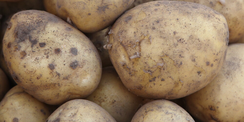 Latvijas noslēpumi: kā mēs kļuvām par kartupeļēdājiem