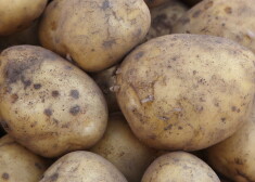 Latvijas noslēpumi: kā mēs kļuvām par kartupeļēdājiem