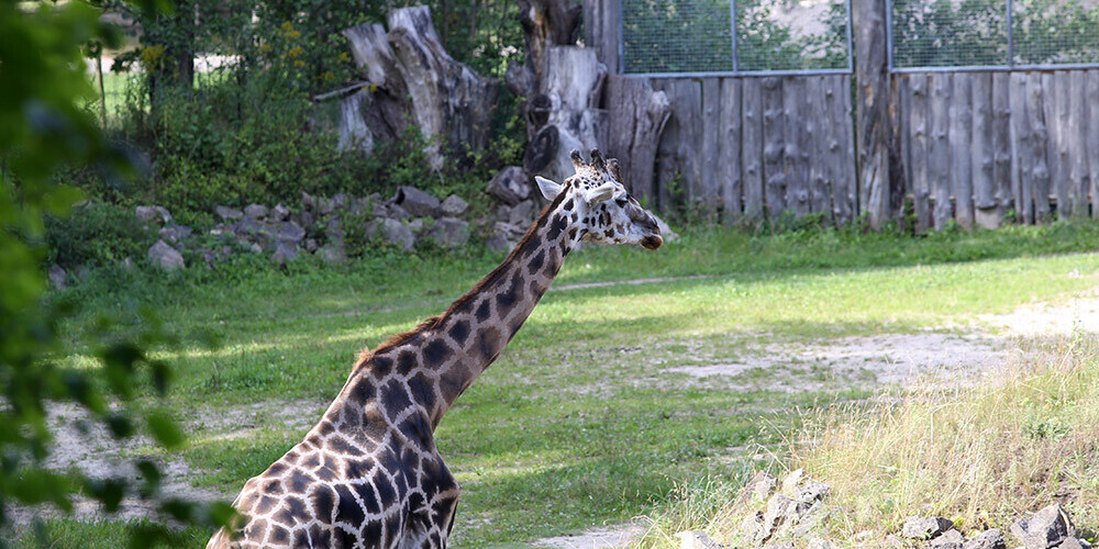 Rīgas zoodārzā 14 gadu vecumā miris žirafu tēviņš Usmī