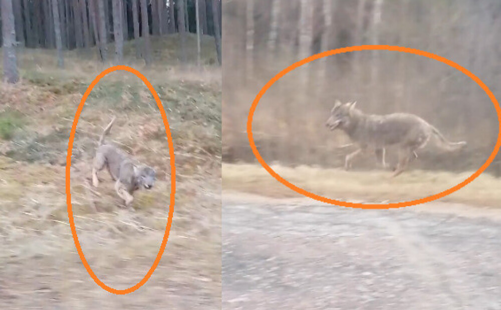 Волк км час. Волки в Жуковском районе. Волки бегают со скоростью машин. Почему волк бегает восьмеркой в зоопарке.