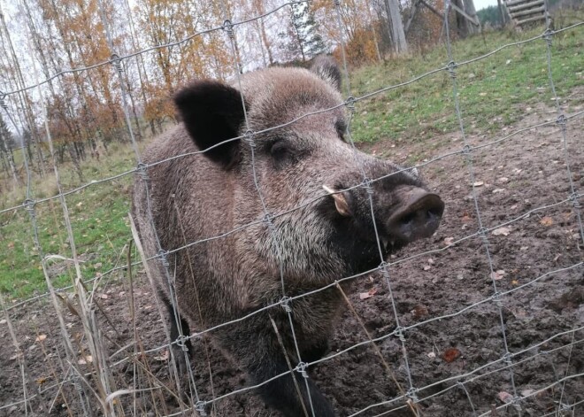 Īvandē no aploka izbēdzis pieradināts mežakuilis Rimants, kuru apbrīnojusi arī eksprezidente Vaira Vīķe-Freiberga