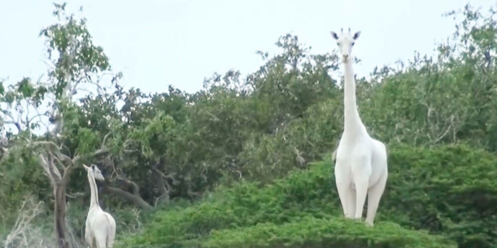 Malumednieki Kenijā nogalinājuši retu dabas lepnumu - divas baltas žirafes