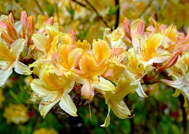 Rododendru darbi pavasarī un vasaras sākumā: speciālistes padomi