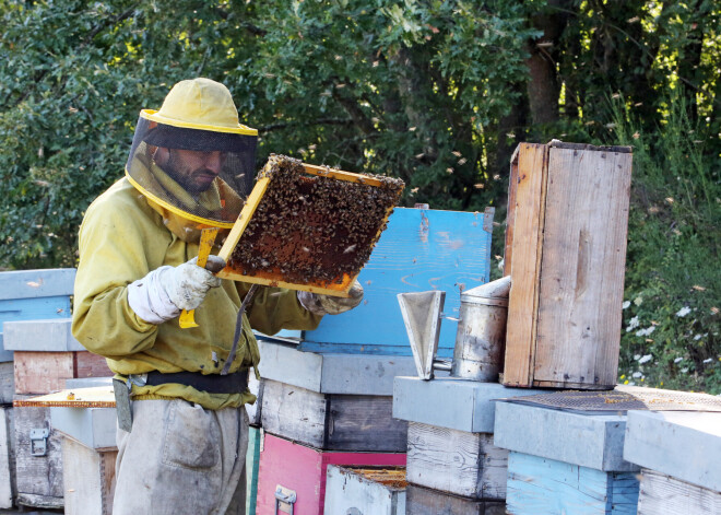 Biškopji aicina aizstāvēt medu pret viltojumiem