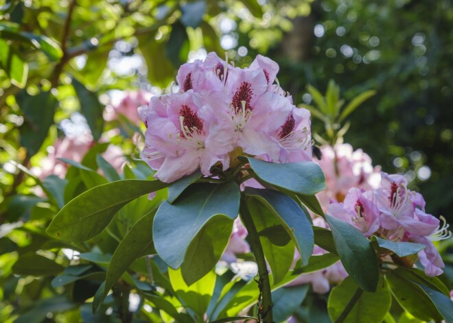 Kur rododendram patīk augt?