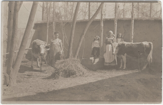 Melngaiļu Taškenas saimniecība 1910. gada vasarā: no kreisās puses starp govīm stāv Anna ar mazo Rūtu, tad kaimiņu meitene Taņa, palīdz un aukle Jūlijas jaunkundze, Linda. Tas viss - Gogoļa ielas 54. nama pagalmā.