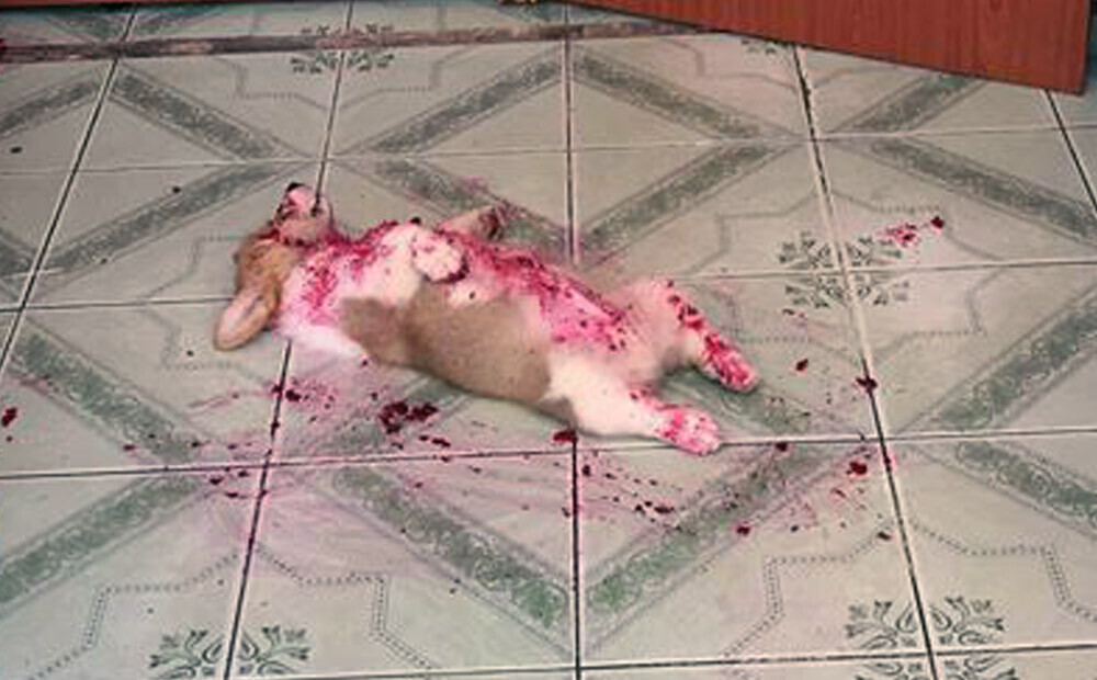Saimnieki bija šausmās, kad ieraudzīja, ka viņu suns guļ asins peļķē, bet...