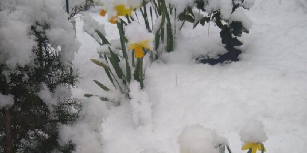 Cilvēki sociālajos tīklos iemūžina 30. marta sniegu