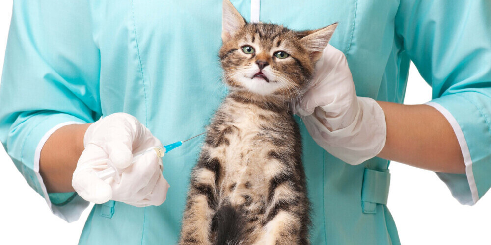 Кот заразился коронавирусом от хозяев!