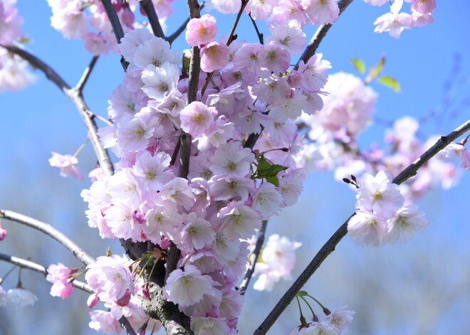 Uzvaras parkā Pārdaugavā uzziedējušas sakuras; sakuru stādījumus papildina, bet pulcēšanās ierobežojumu dēļ visi publiskie pasākumi atcelti