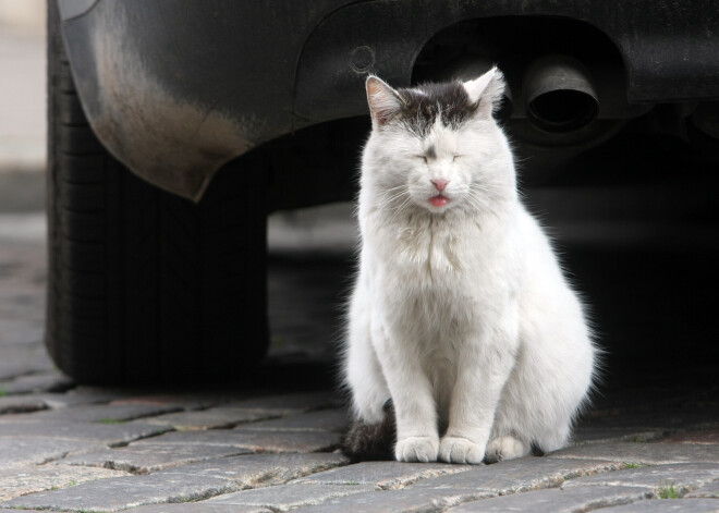 Aicina atbalstīt trūkumcietēju mājdzīvniekus