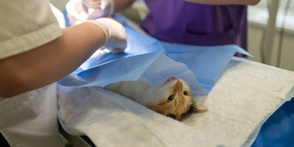В ветеринарных клиниках новый порядок: требуется звонить перед посещением