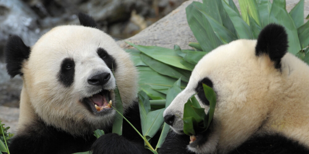 Prieka vēsts Ķīnā: pēc 10 kopdzīves gadiem beidzot sapārojas milzu pandu pāris - un viss, "pateicoties" pandēmijai
