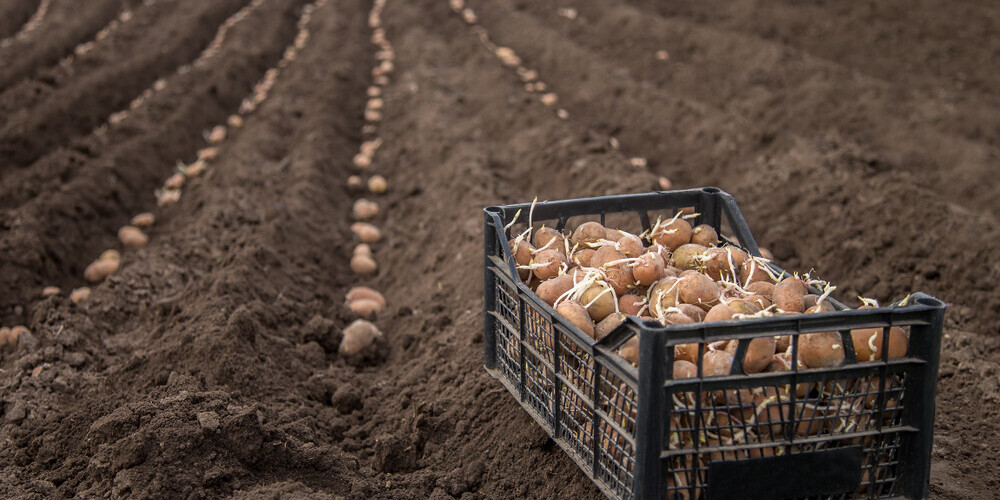 Kad ir pareizi stādīt kartupeļus? Selekcionāres padomi