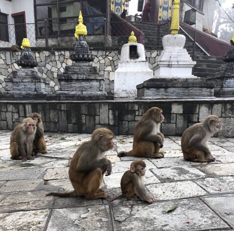 Makaki templī Nepālas galvaspilsētā Katmandu. 