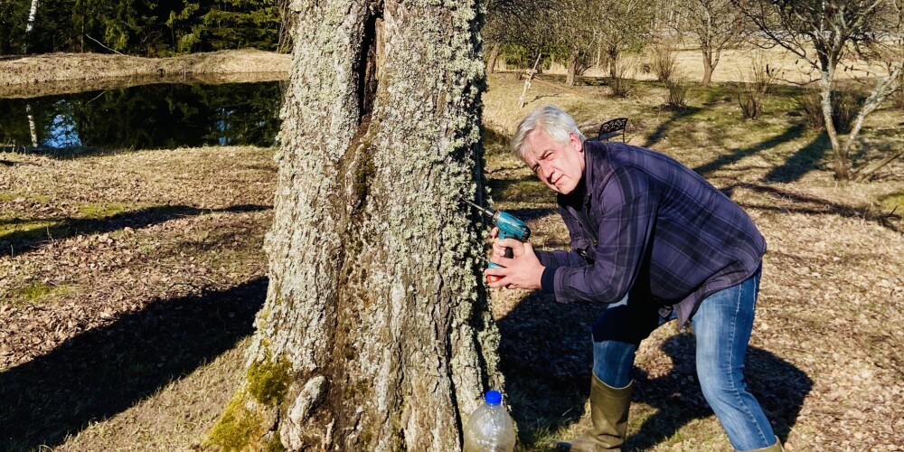 Aigars šajā pavasarī kļuvis par īstu bērzu sulu tecināšanas lietpratēju.