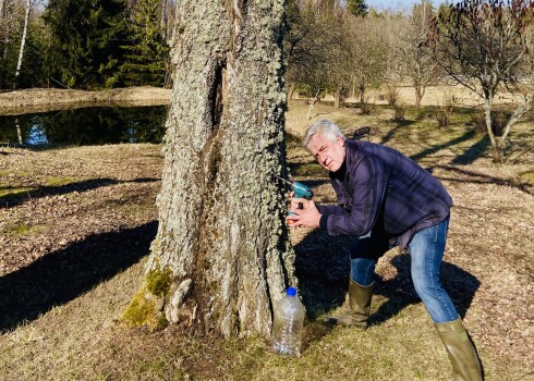 Aigars šajā pavasarī kļuvis par īstu bērzu sulu tecināšanas lietpratēju.