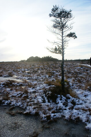 Kropla purva priedīte atstāj savu, nedaudz spocīgu un nomācošu iespaidu.