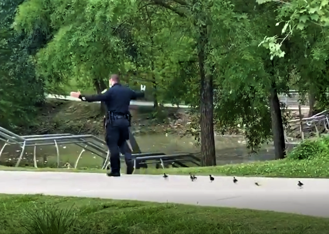 VIDEO: policisti Hjūstonas parkā pavada no mātes nomaldījušos pīlēnu baru