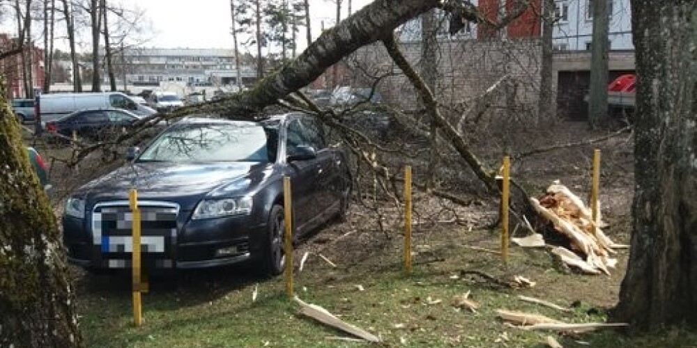 Ogrē uz automašīnas uzkritis koks