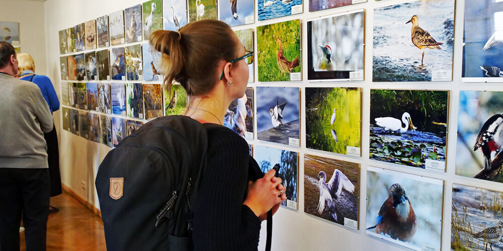 Dabas muzejs izsludina putnu fotogrāfiju konkursu: šoreiz vērtēs tikai Latvijā savvaļā uzņemtos foto