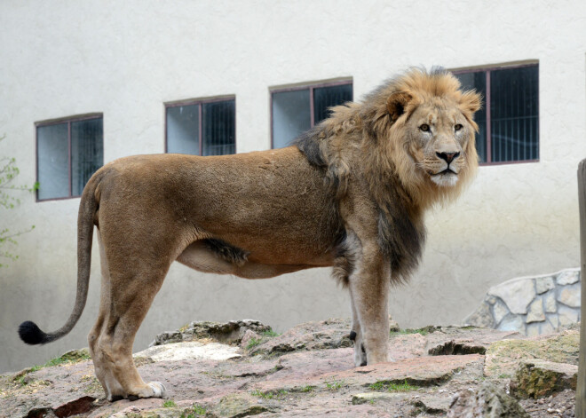 Lai arī valstī noteiktās ārkārtējās situācijas dēļ Rīgas Zoodārzs un zoodārza filiāle “Cīruļi” ir slēgti apmeklētājiem, tomēr dzīve šeit rit ierastajā režīmā.