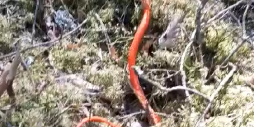 VIDEO: Latgales mežā manīta sarkana čūska! Zoologi izbrīnā: kaut kas tāds redzēts pirmo reizi