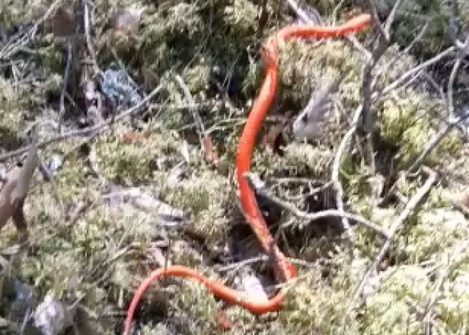 VIDEO: Latgales mežā manīta sarkana čūska! Zoologi izbrīnā: kaut kas tāds redzēts pirmo reizi