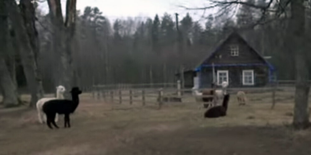 Alpaku audzētāji pamesto māju nopirka, tagad tā lepni nes "Dzīparu" vārdu, jo šis ir vilnas namiņš.