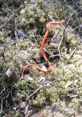 Latvijas zoologus un dabas vērotājus izbrīnījis video, kurā redzams, kā pa kādu Sēlijas mežu lodā čūska spilgti kaparsarkanā krāsā.