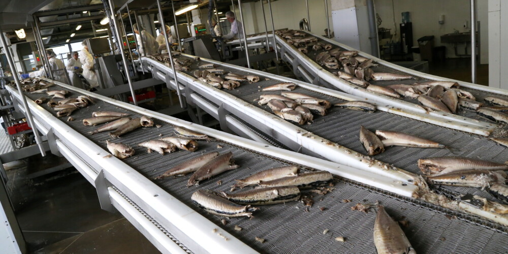 В Лиепае один рыбзавод увольняет работников, другой не может их найти