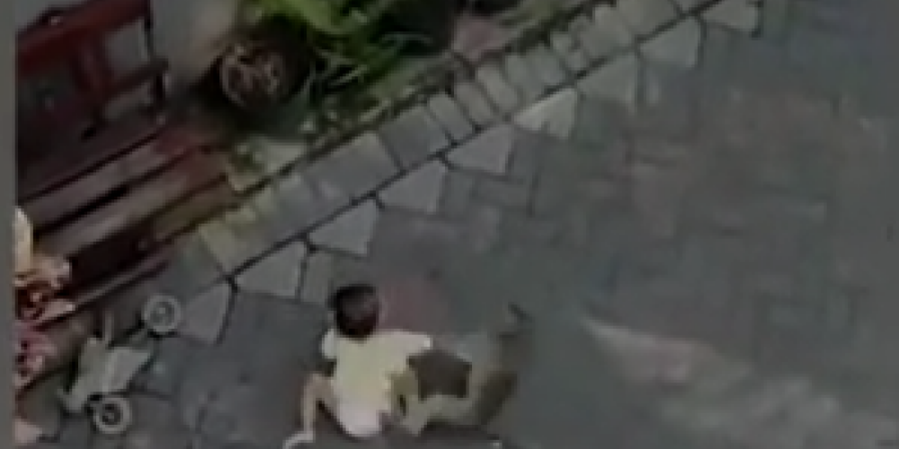 Шокирующие кадры: похищение обезьяной ребенка попало на видео