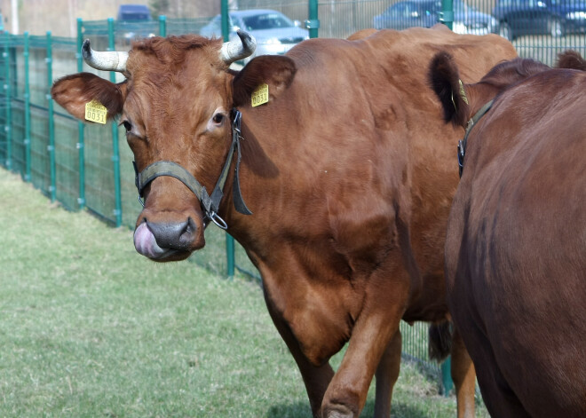 Pa Siguldu vairākus mēnešus savā vaļā klīst govis no Bauskas. Tās izšaus mednieki