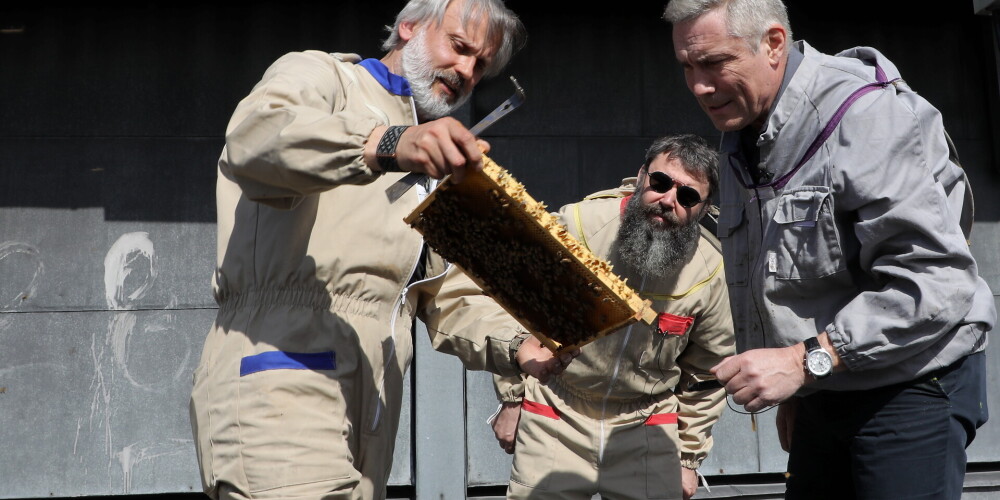 FOTO: uz Dailes teātra jumta ierīkota bišu drava