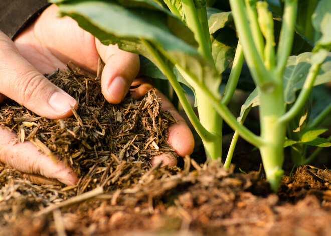 Lielais sēšanas un stādīšanas mēnesis: kādi ir būtiskākie dārza darbi maijā